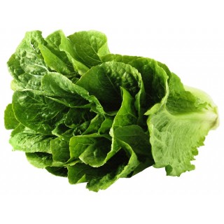 Romaine Lettuce <br>**Call for PRICE**