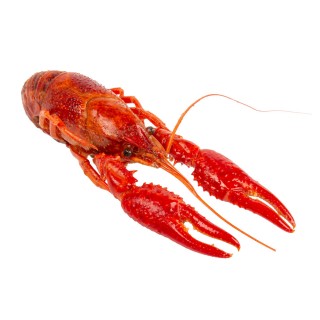 Crawfish <br>**Call for PRICE**